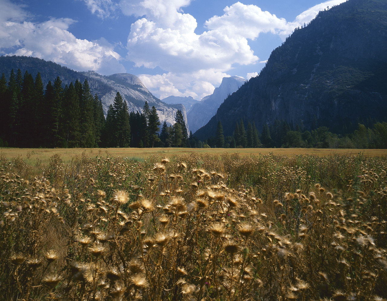 #881606-1 - Valley Meadow with Thistles, Yosemite National Park, California, USA