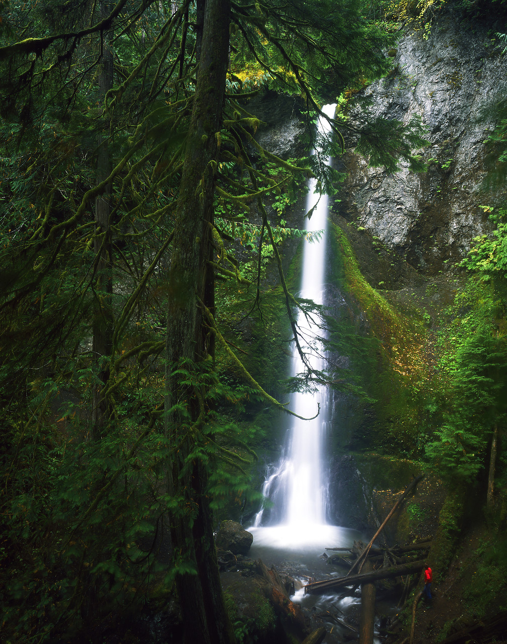 #881700-1 - Marymere Falls, Olympic National Park, Washington, USA