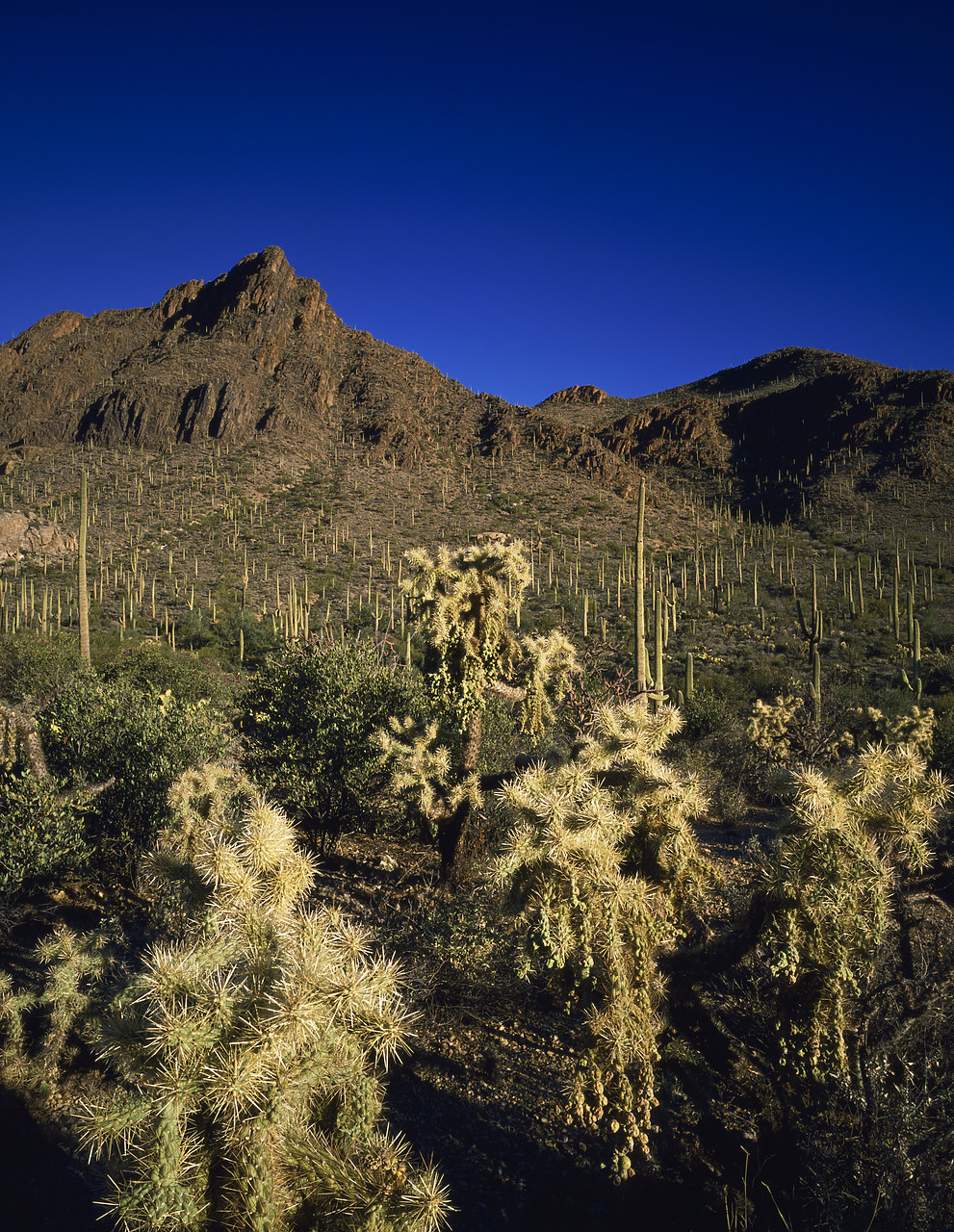 #891923-2 - Cholla & Saguaro Cacti, Gate's Pass, Tucson, Arizona, USA