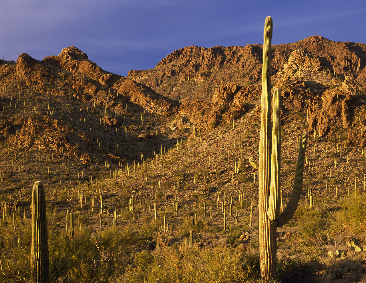 #891924-3 - Saguaro Cactus in Gate's Pass, Tucson, Arizona, USA