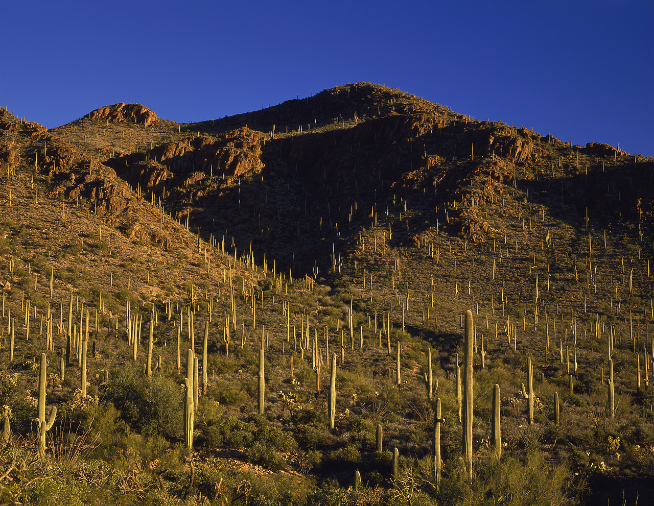 #891927-1 - Saguaros in Sonora Desert, Tucson, Arizona, USA