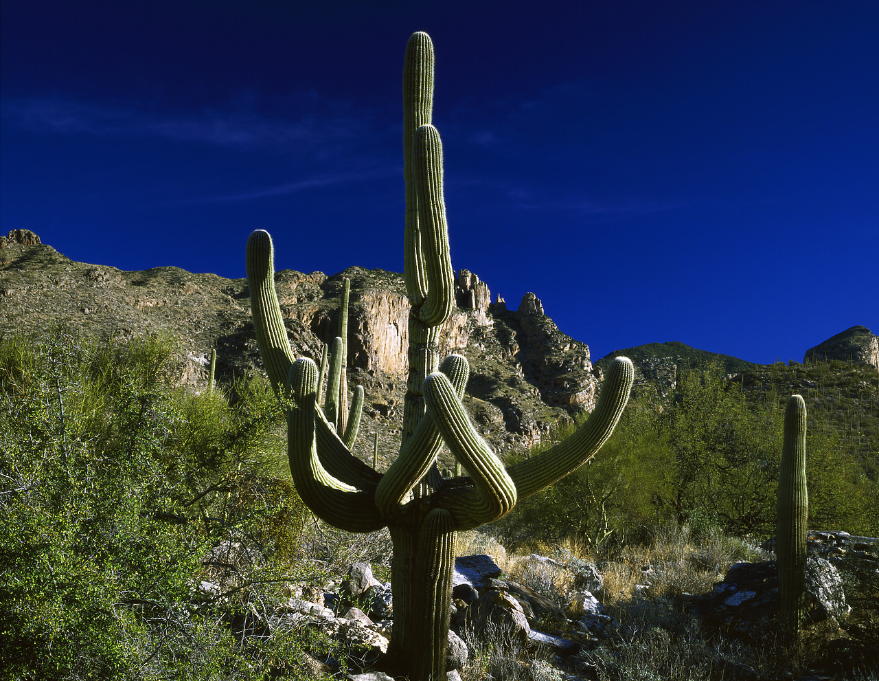 #891934-1 - Involute Saguaro Cacti, Tucson, Arizona, USA