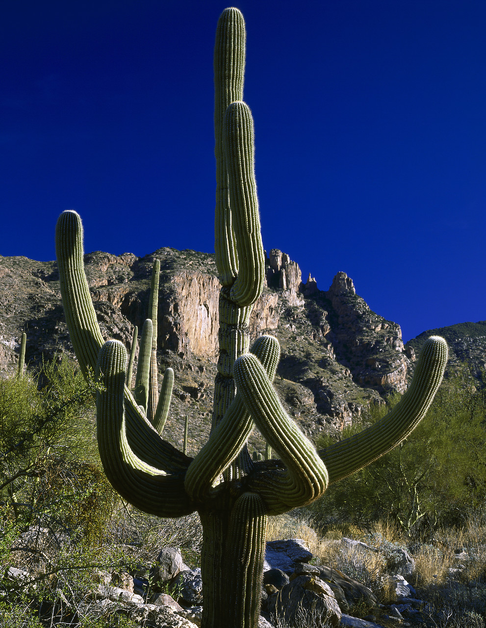 #891934-2 - Involute Cactus, Saguaro National Park, Tucson, Arizona, USA