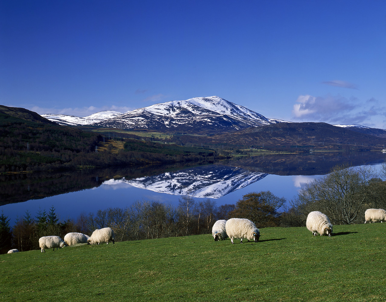 #891992-2 - Schiehallion & Grazing Sheep, Loch Tummel, Tayside Region, Scotland