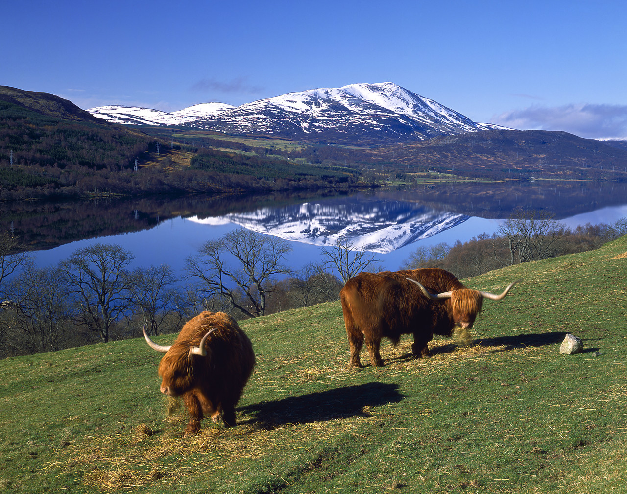 #891993-1 - Highland Cattle & Schiehallion, loch Tummel, Tayside Region, Scotland