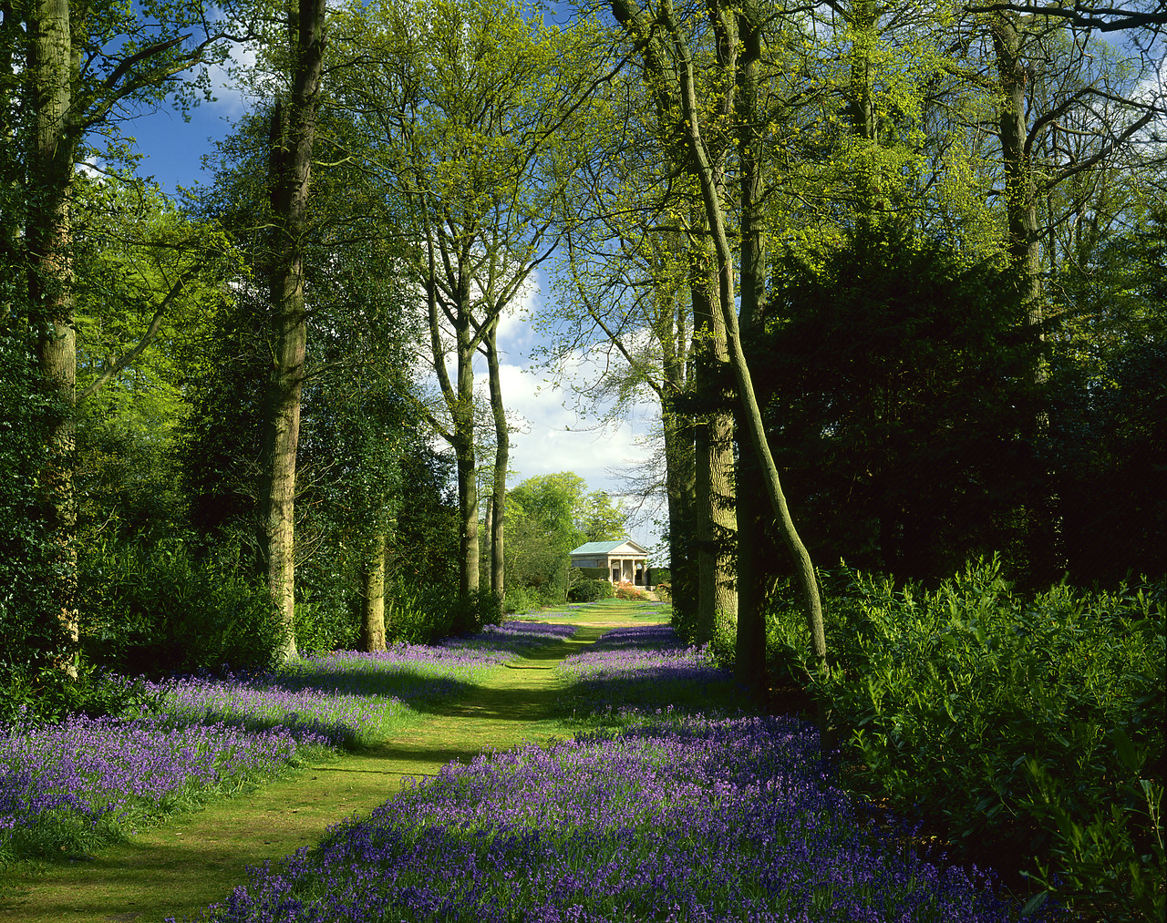 #892095-1 - Avenue of Bluebells, Blickling Hall Gardens, Blickling, Norfolk, England