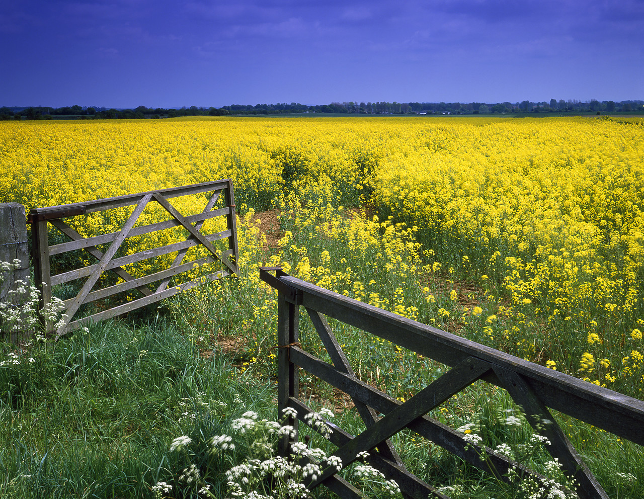 #892154-1 - Gate leading into Field of Rape, near Burford, Oxfordshire, England