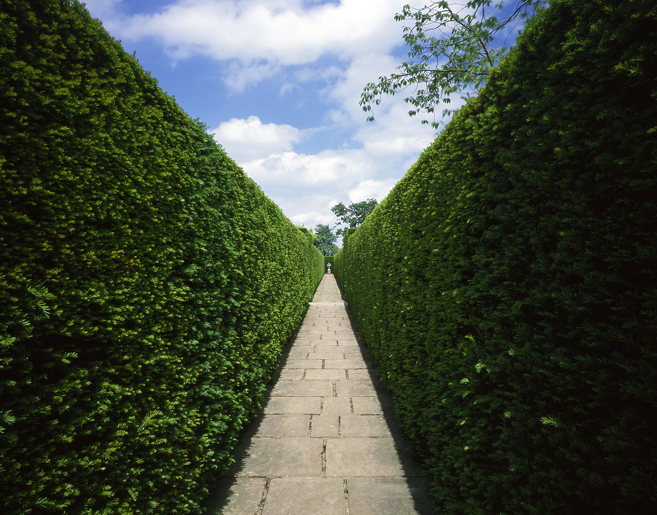 #892233 - Pathway between Hedges, Sissinghurst, Kent, England