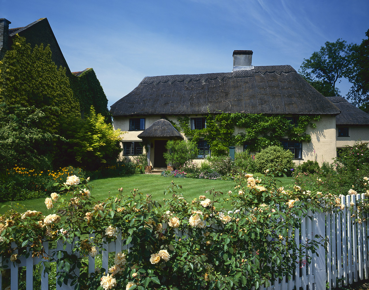 #892245-1 - Thatched Cottage & Roses, East Soham, Suffolk, England