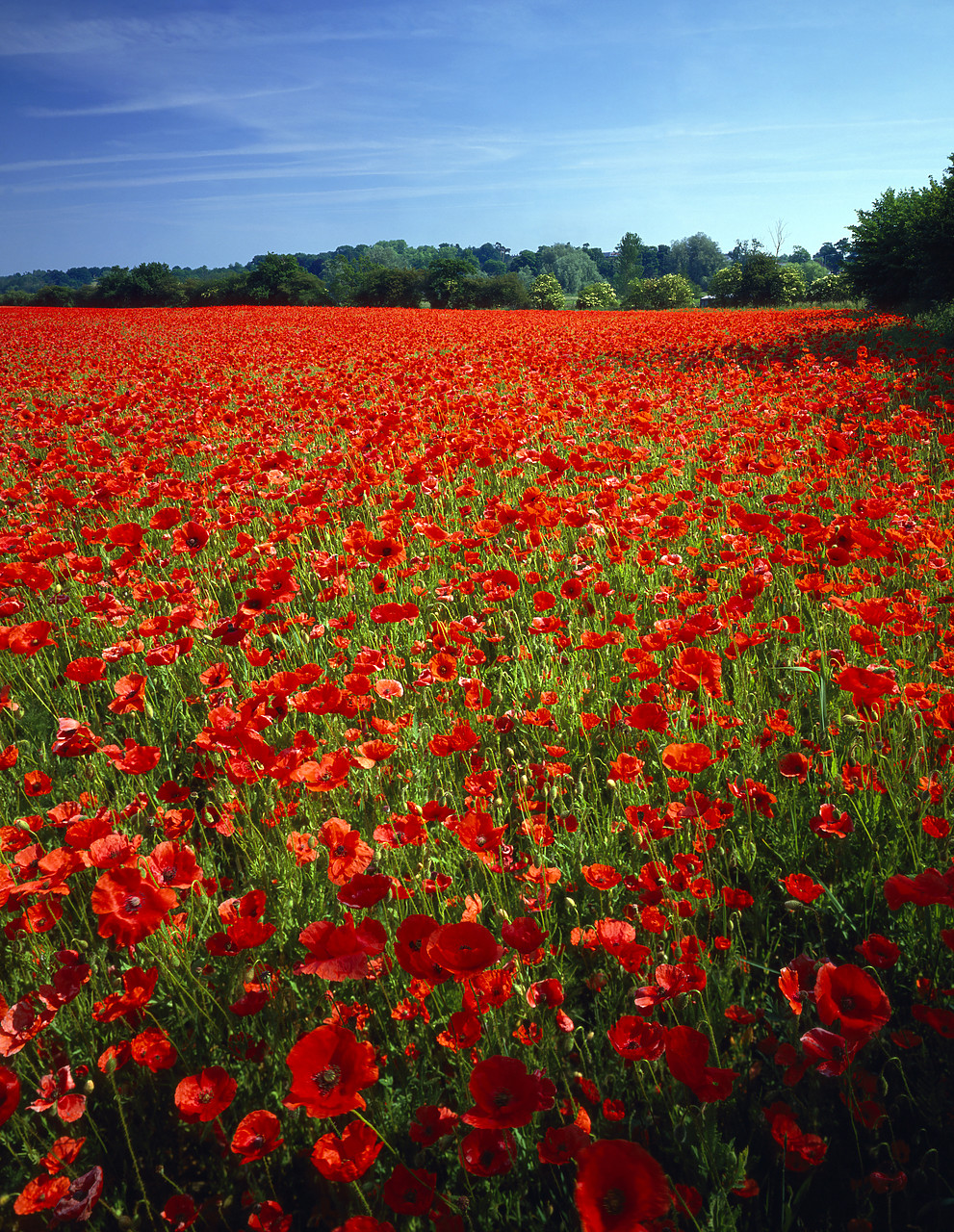 #892260-2 - Field of English Poppies, Keswick, Norfolk, England