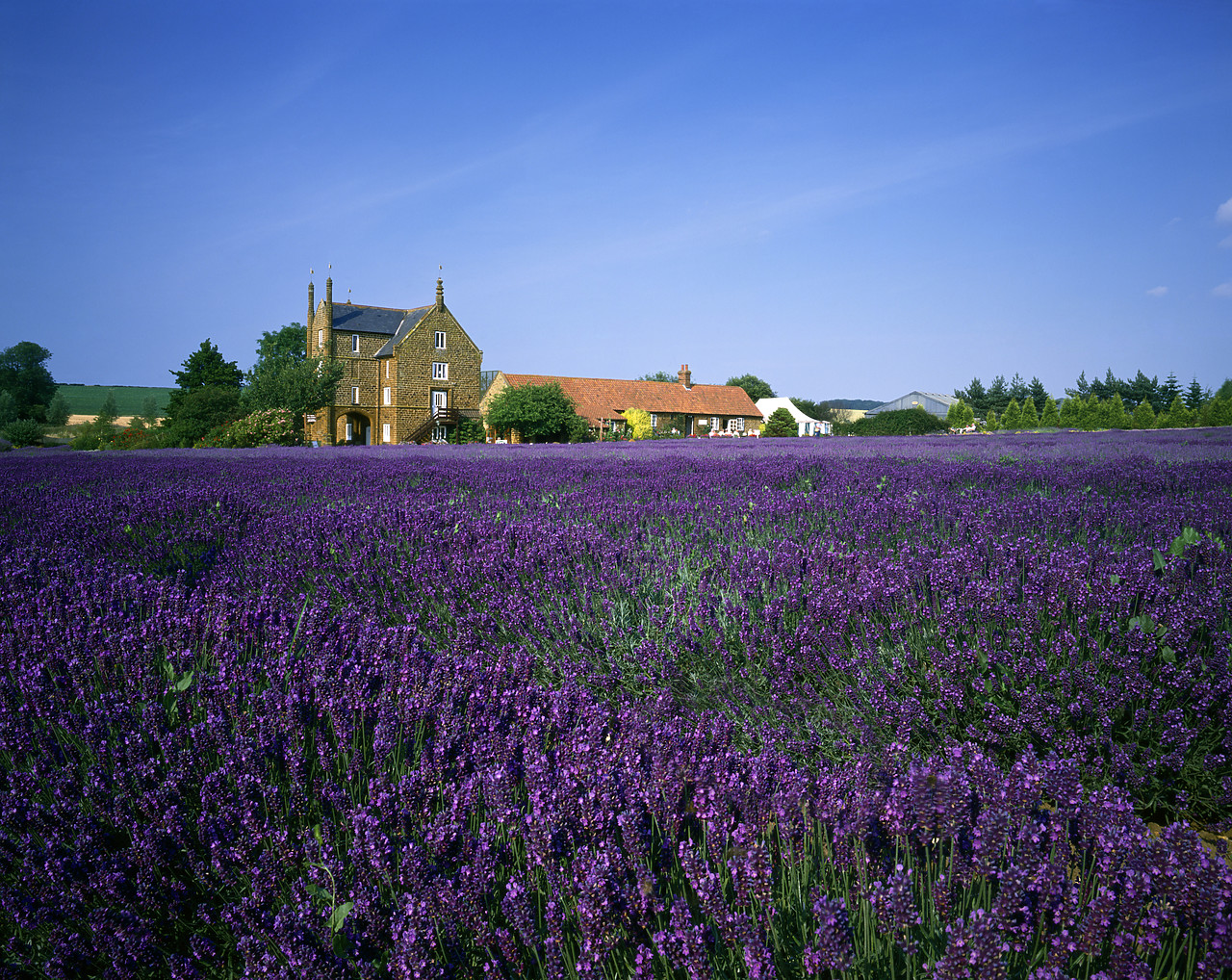 #892346-1 - Lavender Farm, Heachem, Norfolk, England