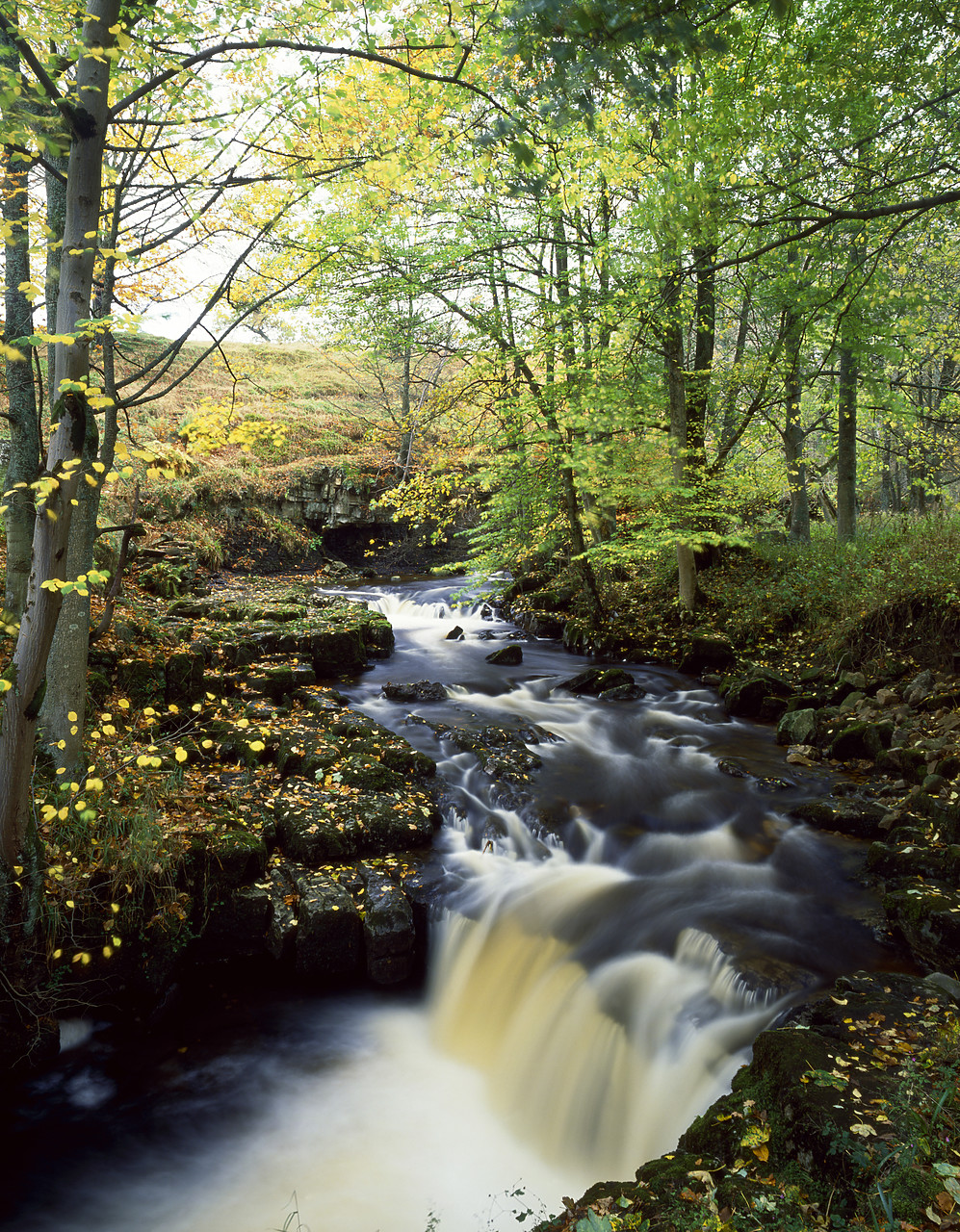 #892497-4 - Stream in Autumn, near Hardraw, Yorkshire, England