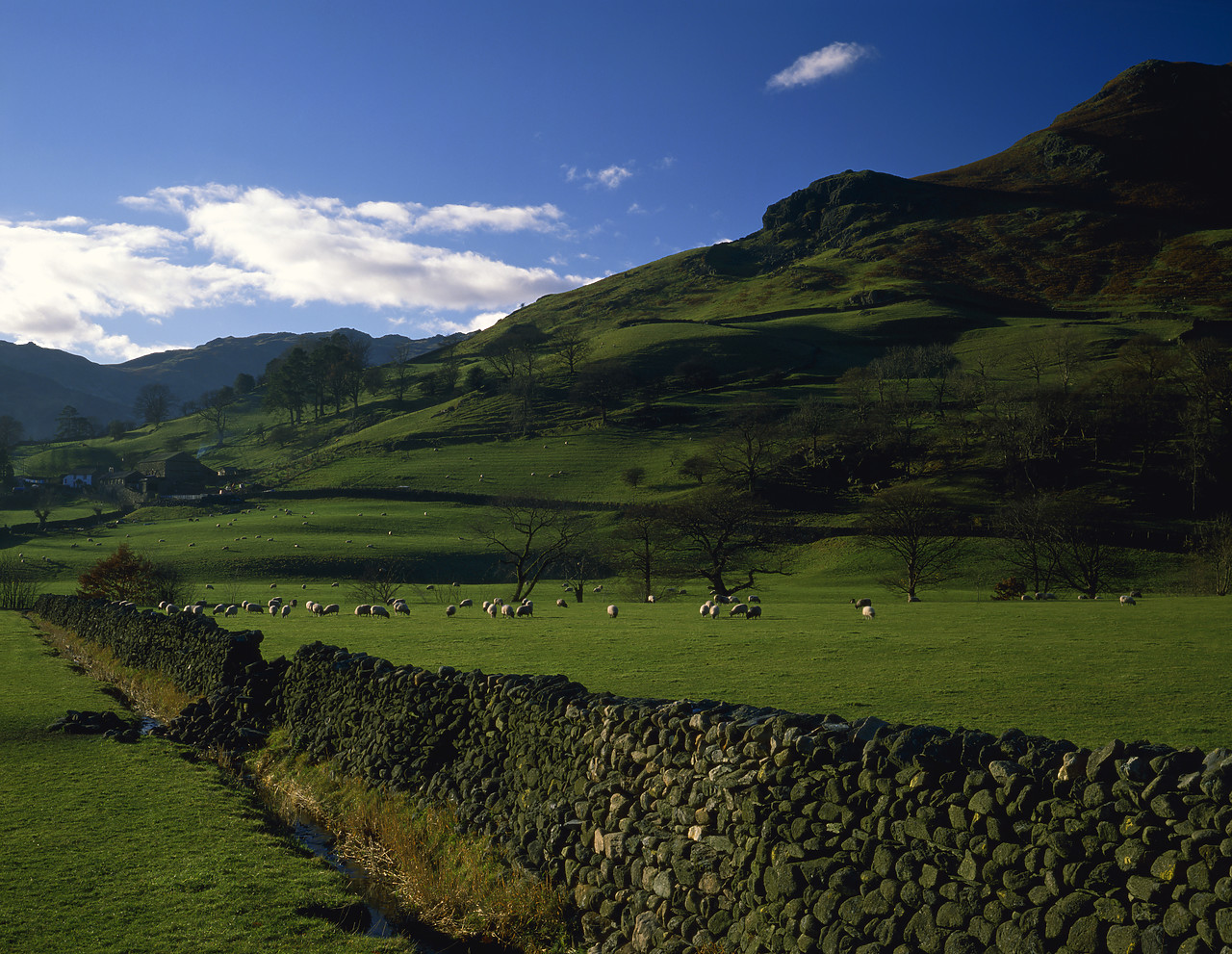 #892550-2 - Stone Wall & Grazing Sheep, Lake District National Park, Cumbria, England