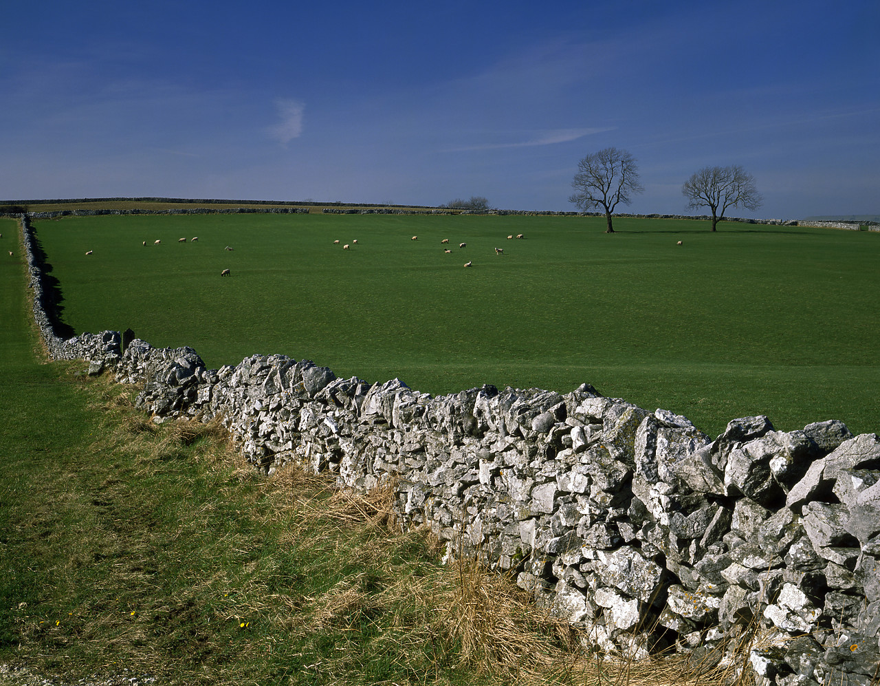 #902626-2 - Stone Walls & Grazing Sheep,  near Youlgrave, Peak District National Park, Derbyshire, England
