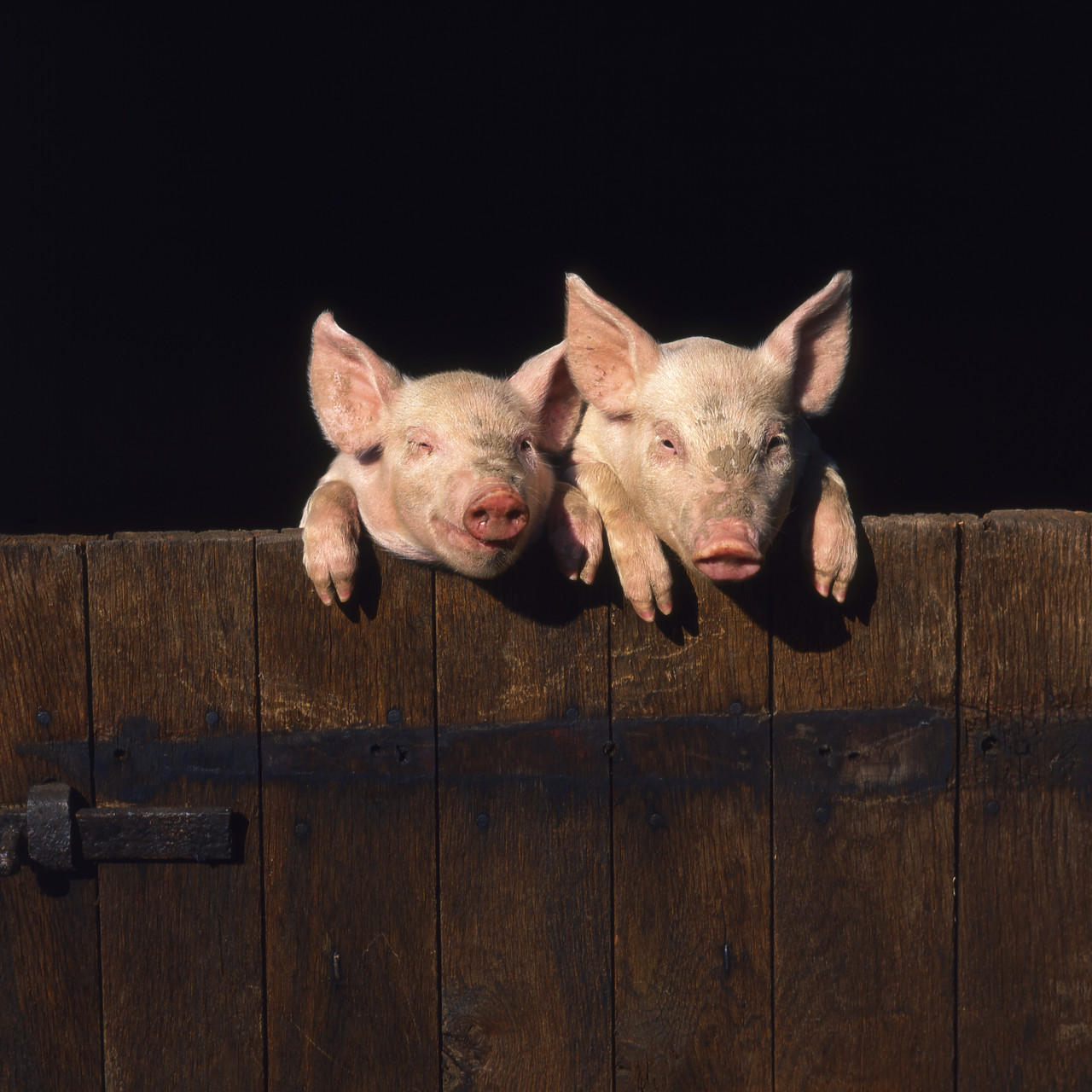 #902748-3 - Pigs looking over Gate, Norfolk, England