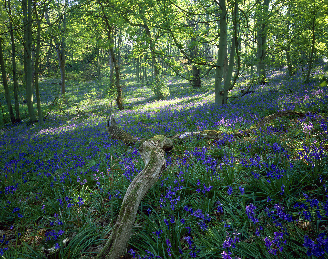 #902844-1 - Bluebell Wood, Sheringham Park, Norfolk, England