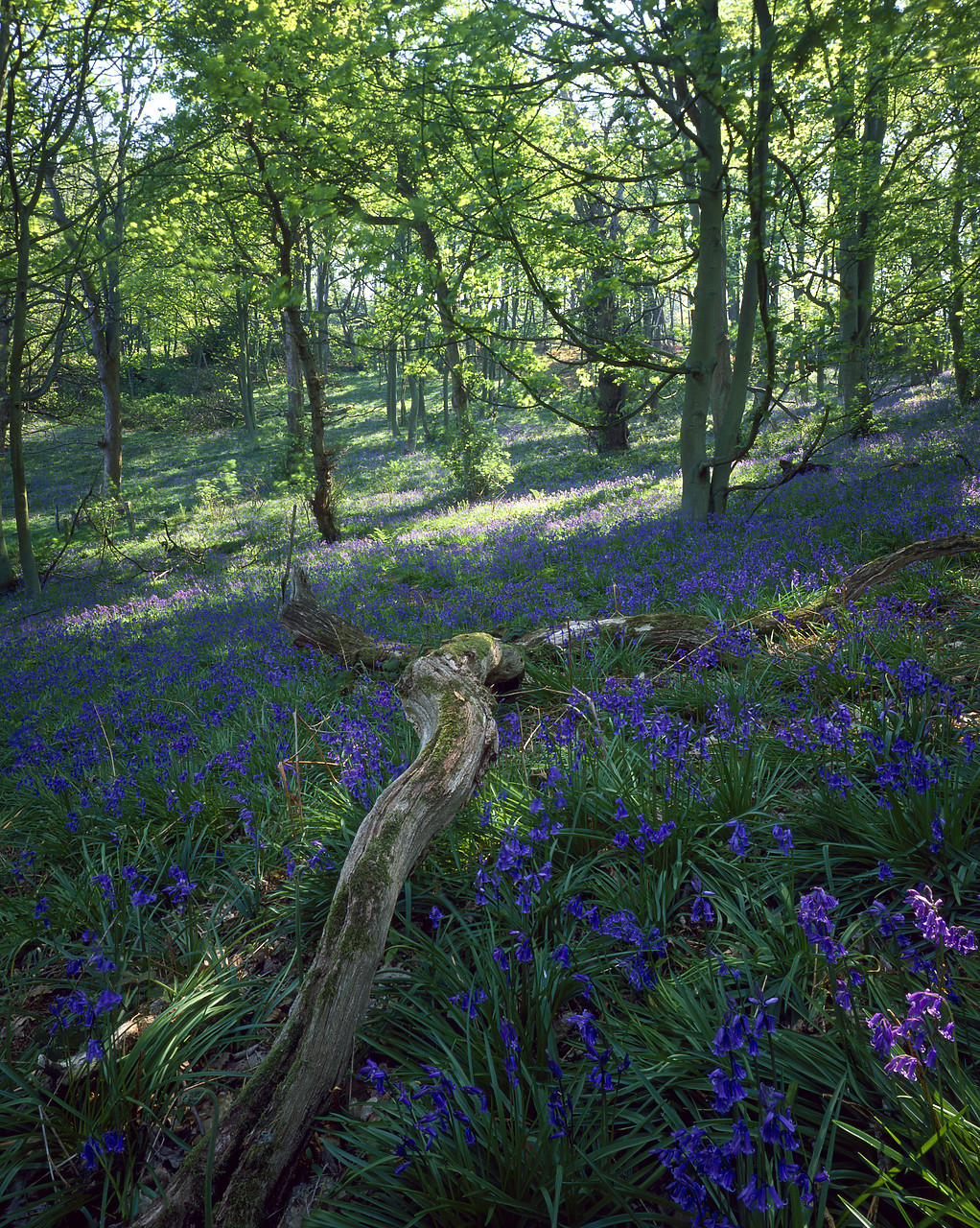 #902844-3 - Bluebell Wood, Sheringham Park, Norfolk, England