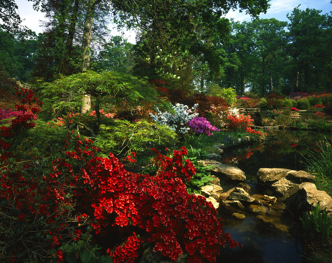 #902866-1 - Azalea Garden & Pond, Exbury Gardens, Hampshire, England