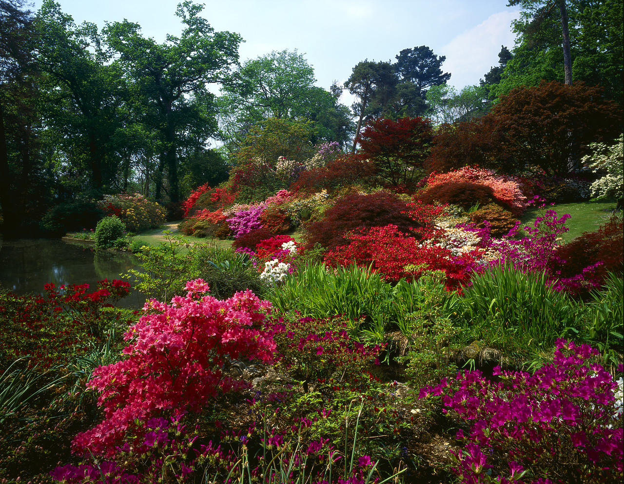 #902872-1 - Azaleas at Exbury Gardens, Hampshire, England