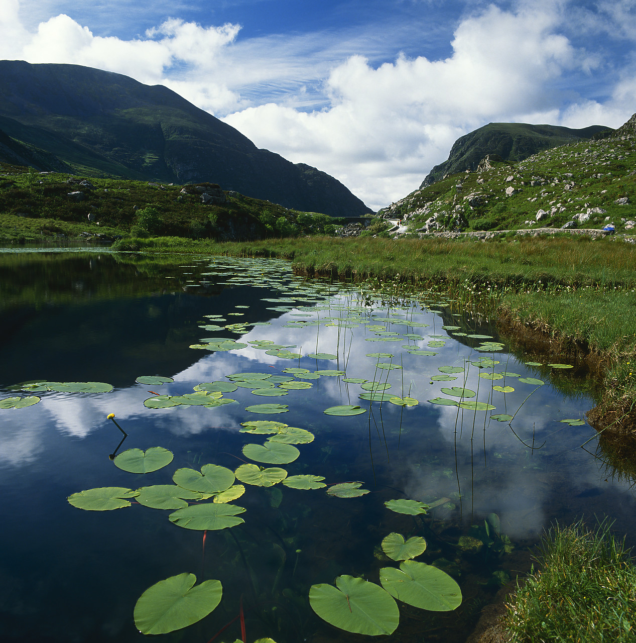 #902925-5 - Lily Pads in Lake, Gap of Dunloe, Co. Kerry, Ireland