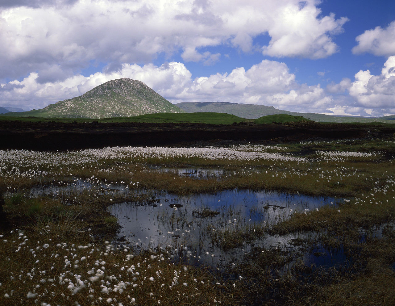 #902943-1 - Peat Bog with Cotton Flowers, Connemara, Co. Galway, Ireland