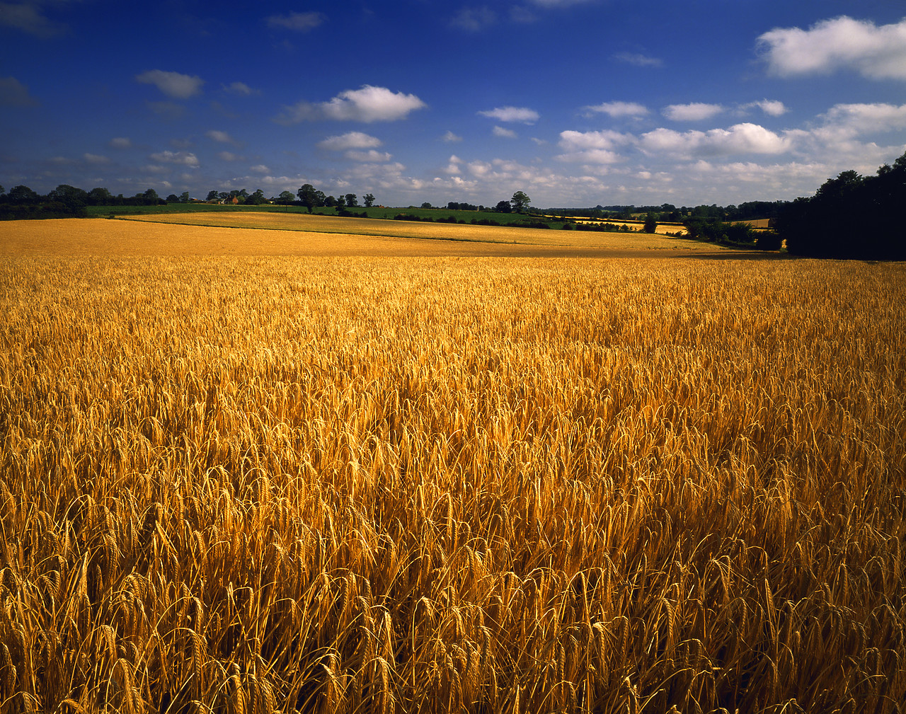 #903008-1 - Barley Field, Norfolk, England