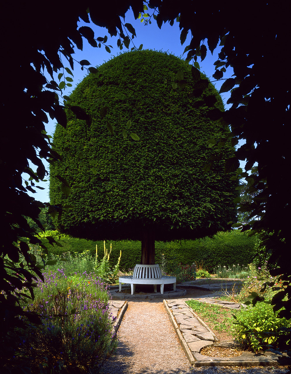 #903024-1 - Irish Yew Tree, St. Fagans, Cardiff, Wales