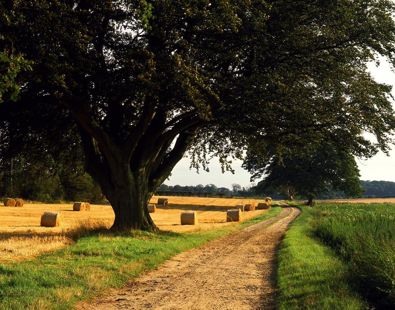 #903083-3 - Country Lane at Harvest Time, Felbrigg Estate, Norfolk, England