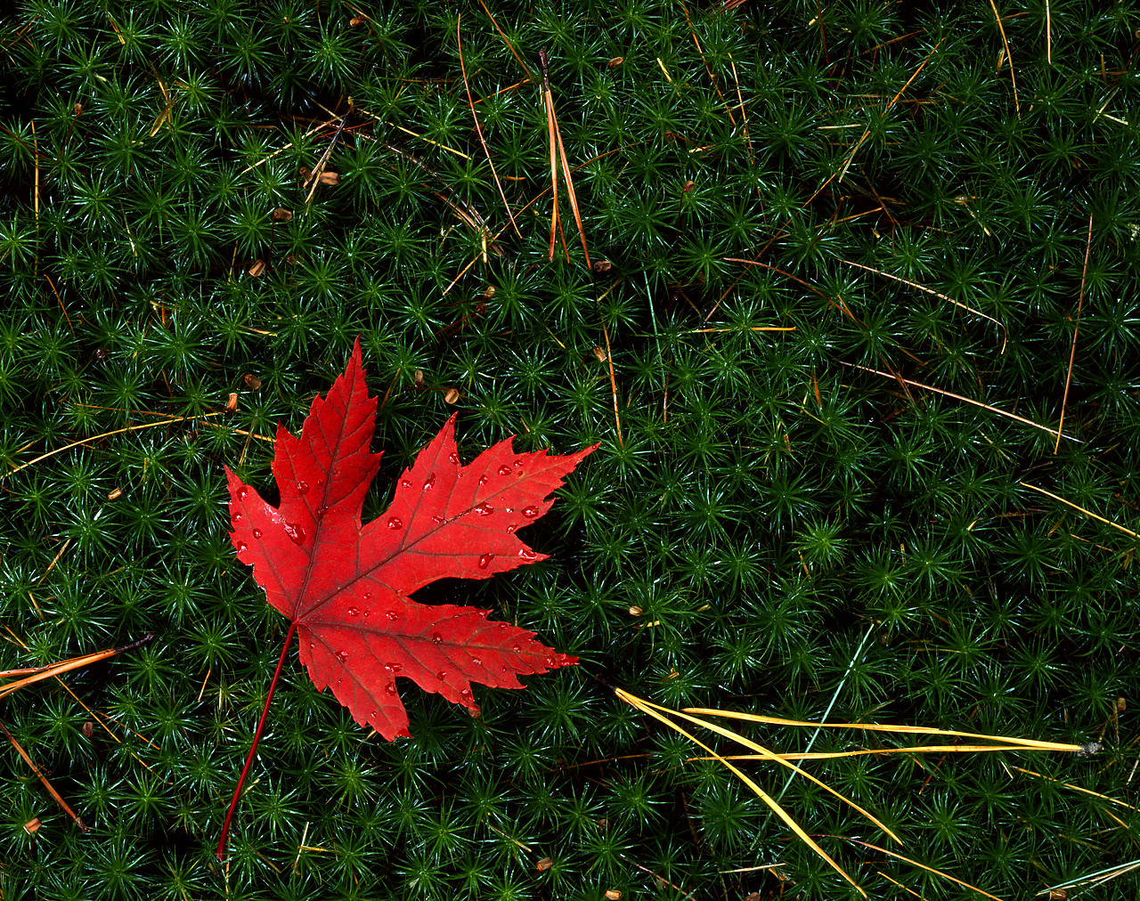 #903132-1 - Red Maple Leaf & Hair Moss, White Mountains, New Hampshire, USA