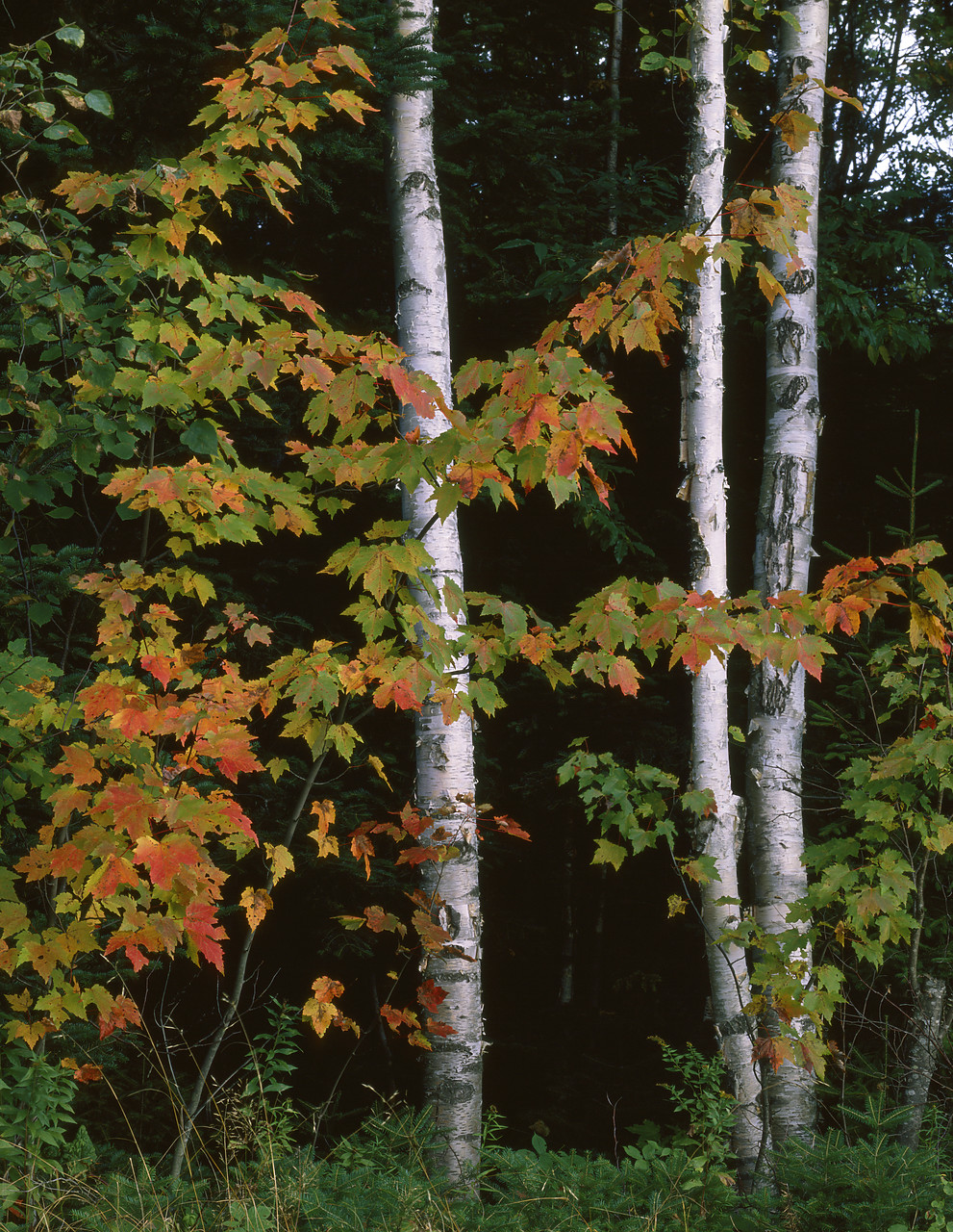 #903147-1 - Silver Birch & Maples in Autumn, White Mountain National Forest, New Hampshire, USA