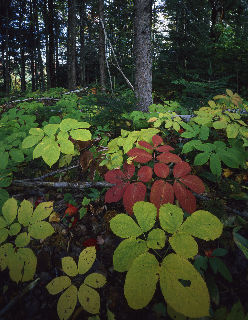 #903150 - Tree Saplings, White Mountain National Forest, New Hampshire, USA
