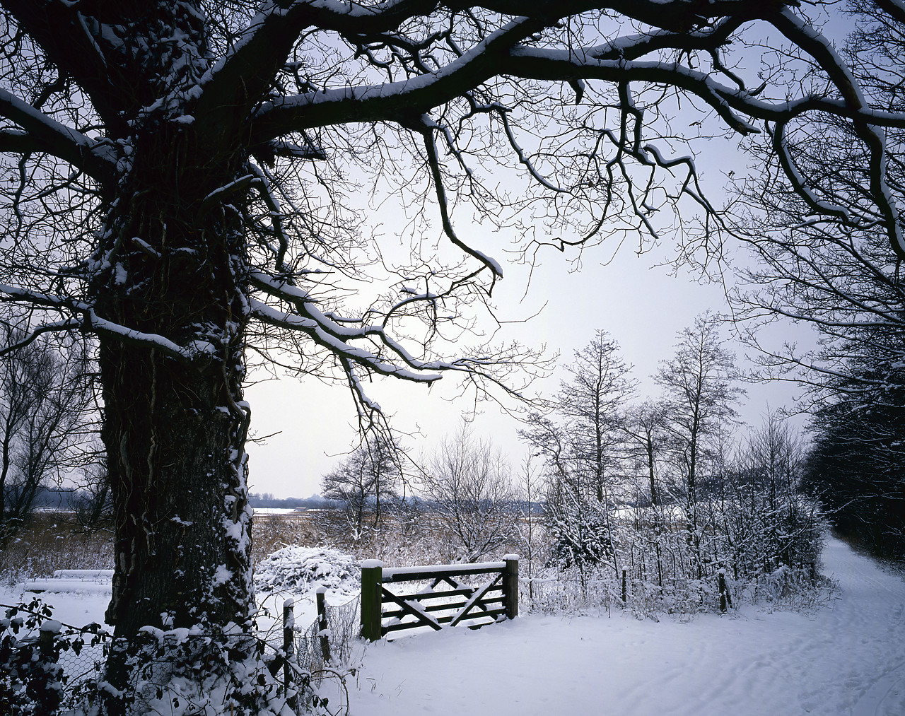 #913233 - Tree & Gate in Winter, Surlingham, Norfolk, England