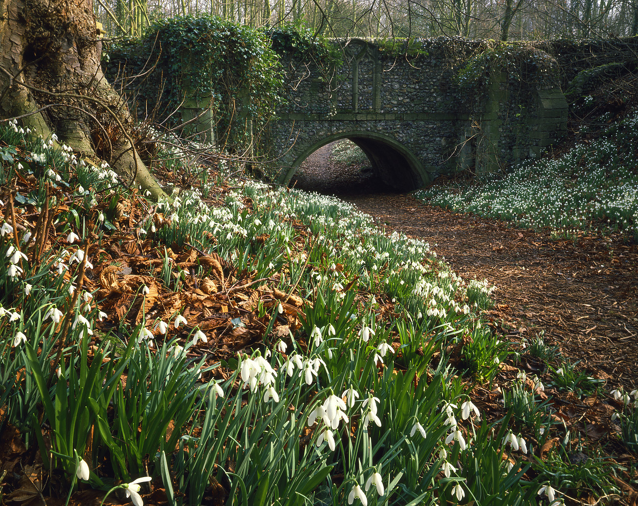 #913266-2 - Snowdrops & Stone Bridge, Little Walsingham, Norfolk, England