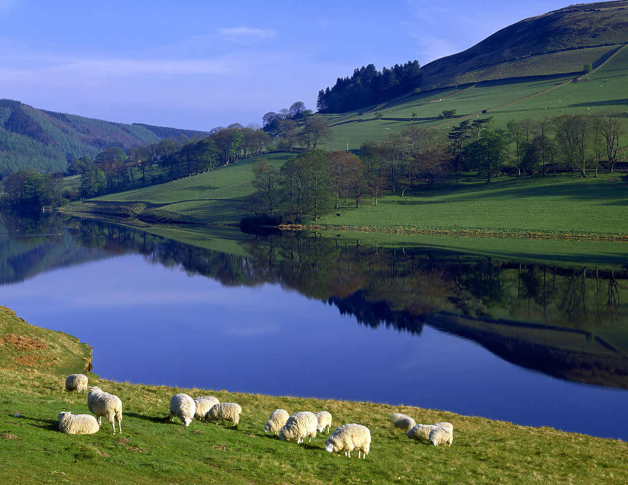 #913365 - Ladybower Reservoir & Grazing Sheep, Peak District National Park, Derbyshire, England