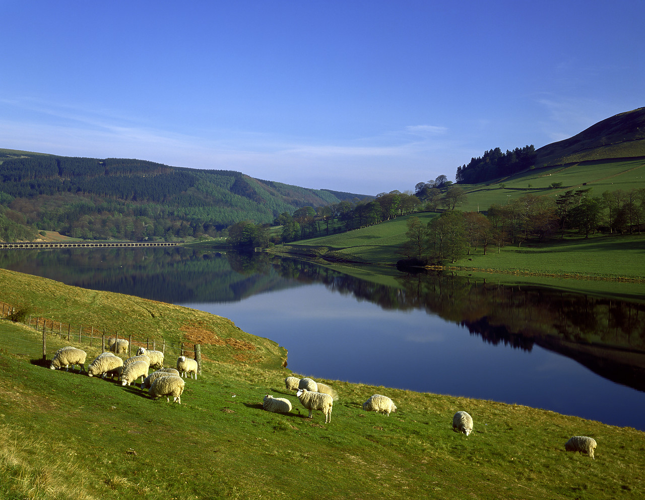 #913366-1 - Ladybower Reservoir & Grazing Sheep, Peak District National Park, Derbyshire, England