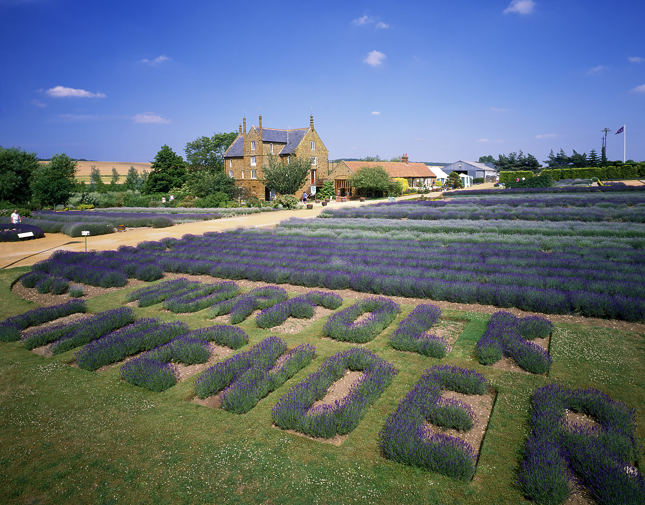 #913439-1 - Norfolk Lavender Farm, Caley Mill, Norfolk, England