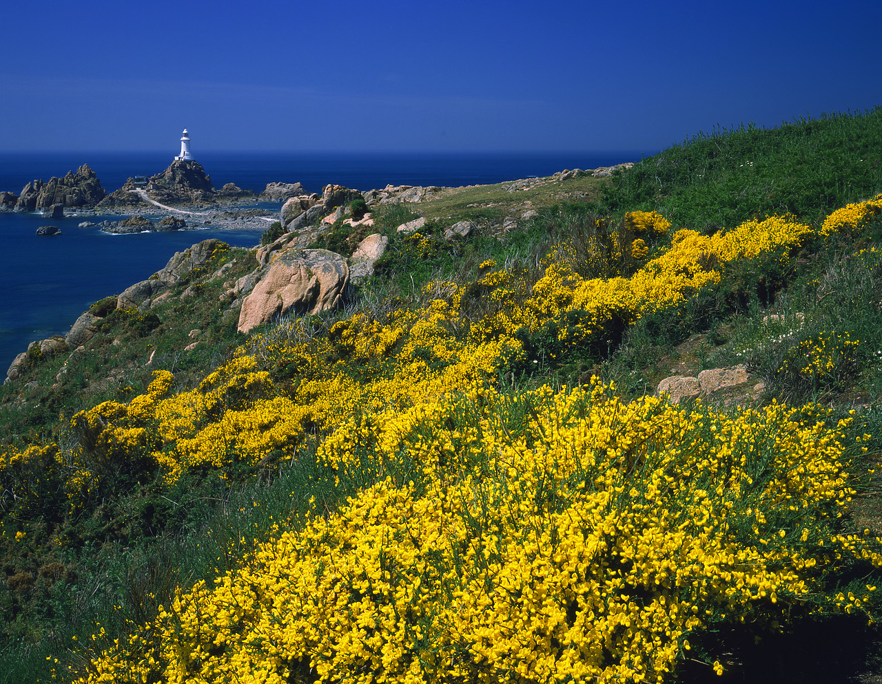 #913493-2 - Gorse Covered Headland, Corbiere Lighthouse, Jersey, Channel Islands