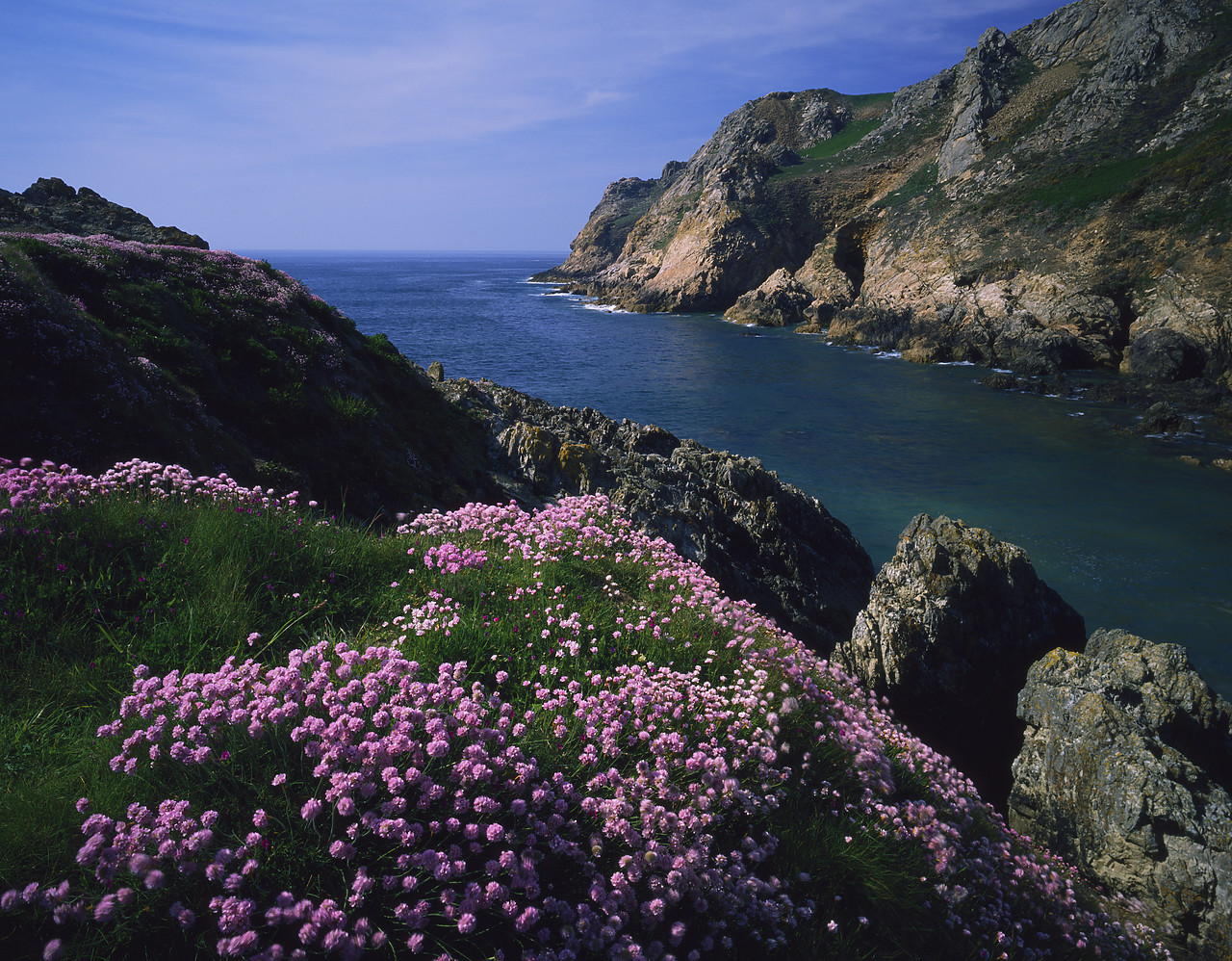 #913527-1 - Cliffs covered in Thrift, Le Puleq Headland, Jersey, Channel Islands