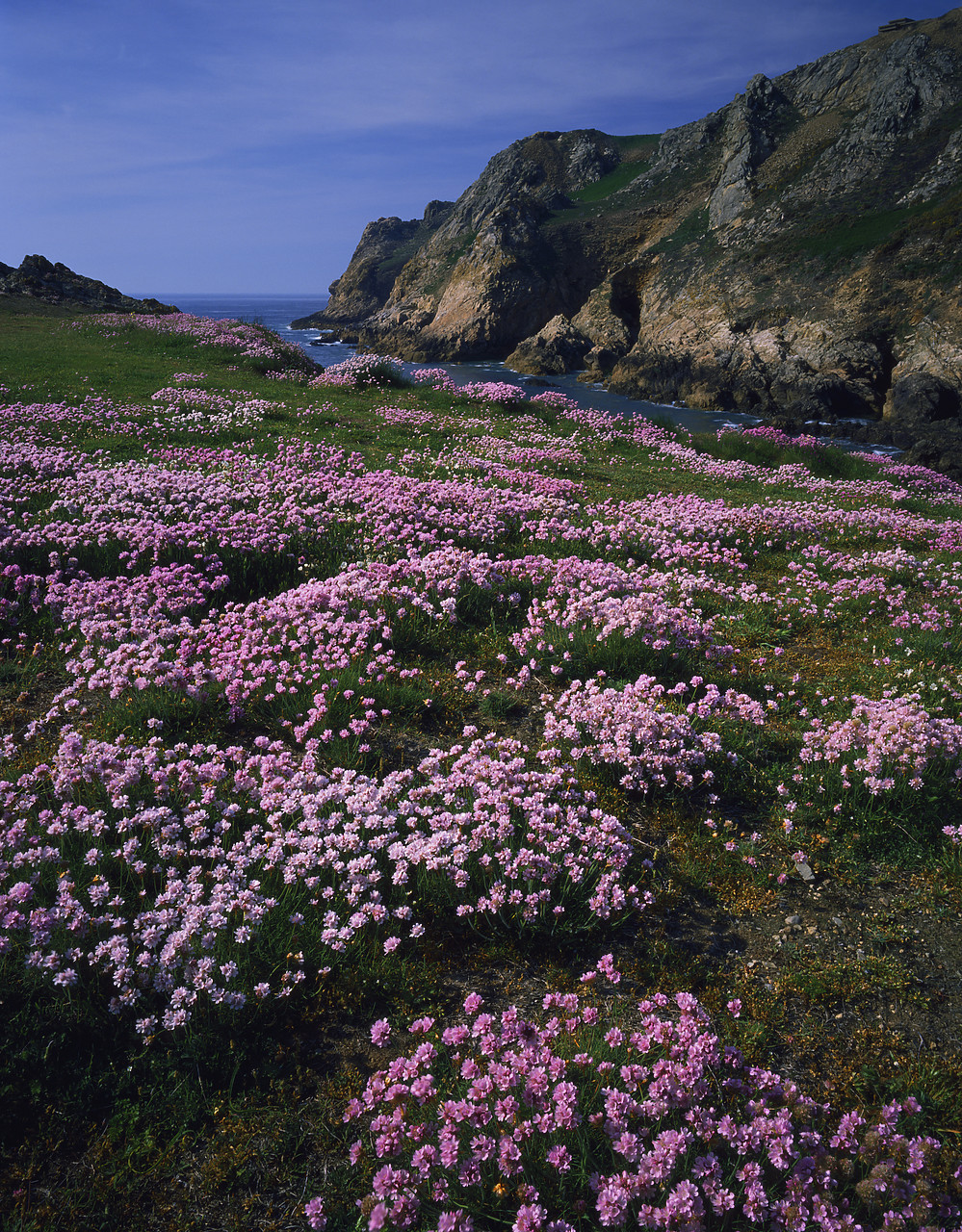 #913529 - Cliffs covered in Thrift, Le Puleq Headland, Jersey, Channel Islands