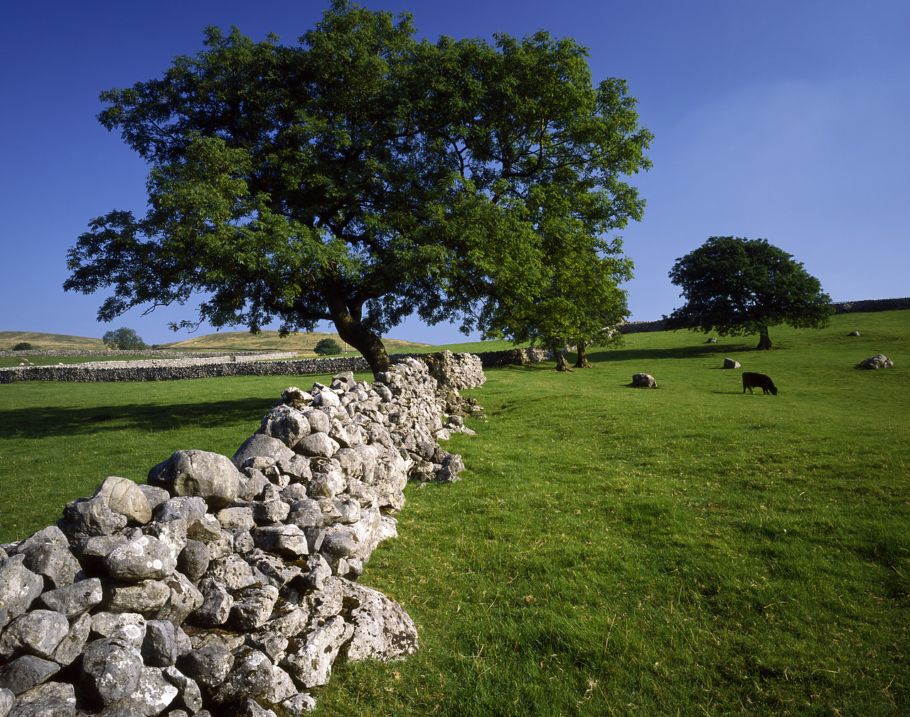 #913683-1 - Stone Wall & Tree, near Malham, North Yorkshire, England