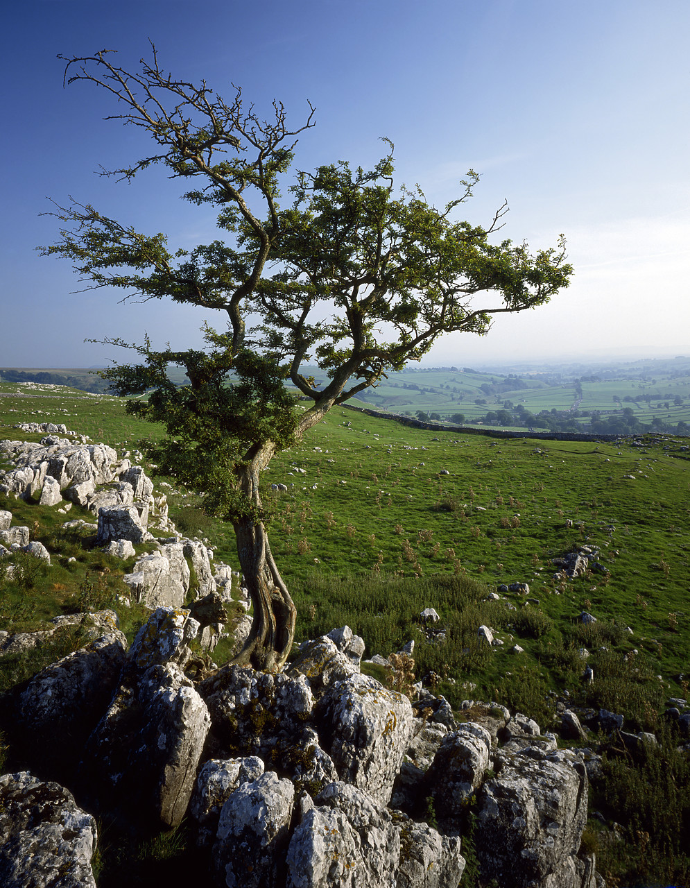 #913694 - Tree Growing Through Limestone, Malham, North Yorkshire, England