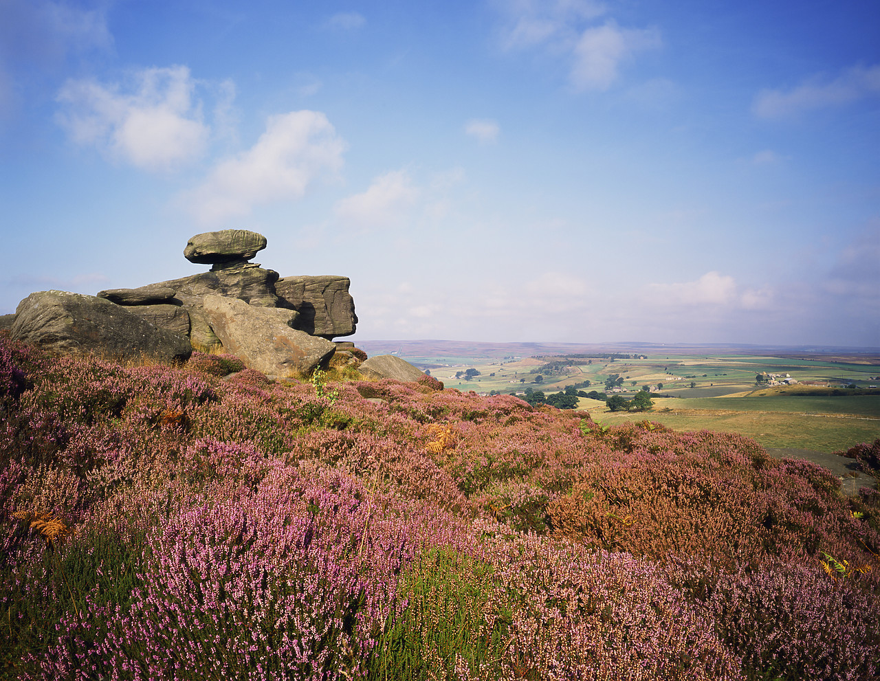 #913697 - Rock Formations & Heather, Brimham Rocks, North Yorkshire, England