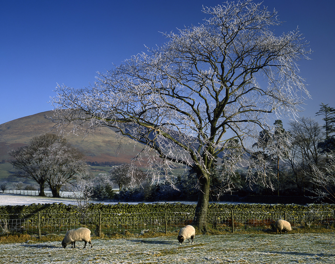 #923892-1 - Grazing Sheep in Hoar Frost, near Keswick, Cumbria, England
