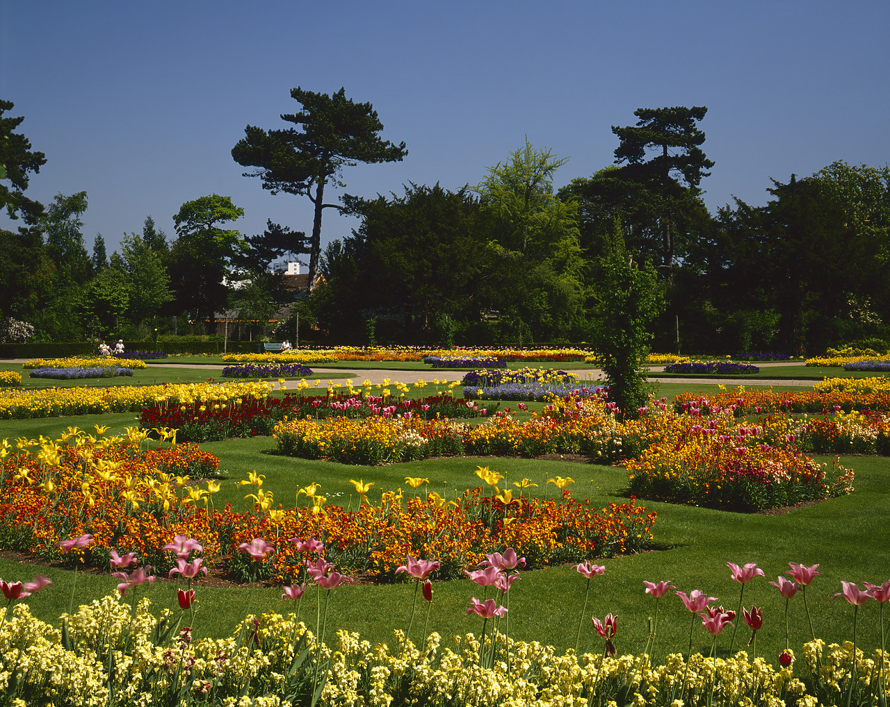 #923981-2 - Abbey Gardens in Spring, Bury St. Edmunds, Suffolk, England