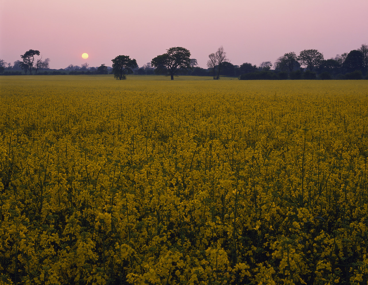 #923997-2 - Sunset over Field of Rape, near Marborough, Wiltshire, England
