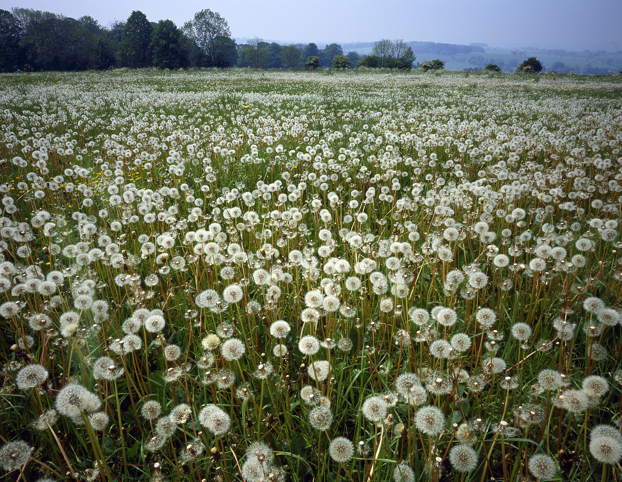 #924006-3 - Field of Dandelions, Broadway, Worcestershire, England