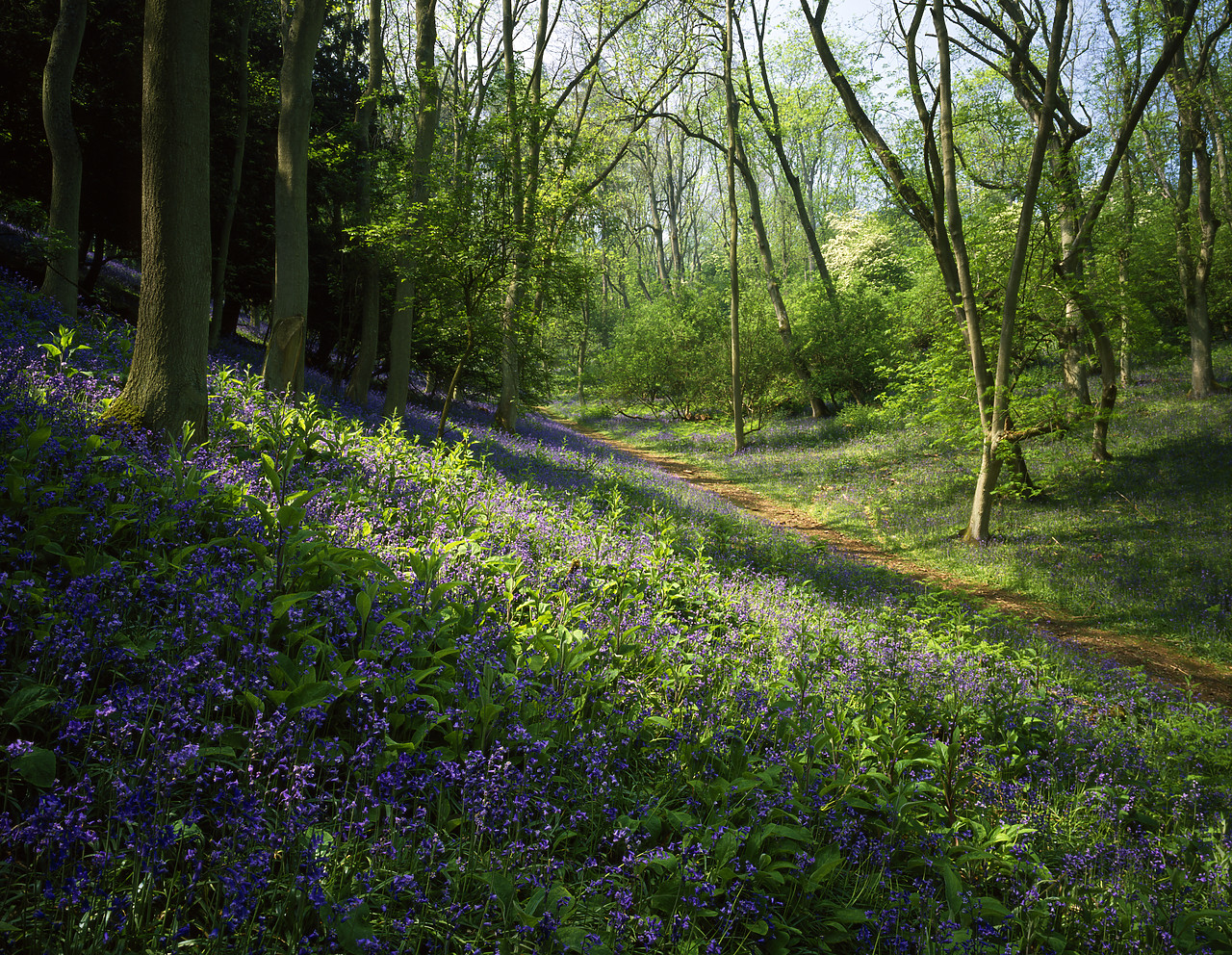 #924013-2 - Bluebell Wood, Malvern Hills, Worcestershire, England