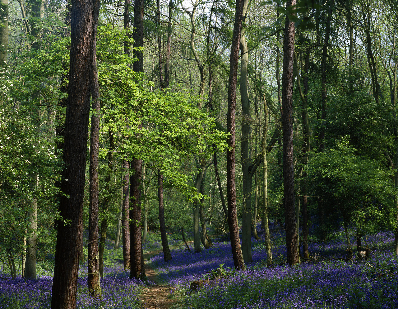 #924016-1 - Bluebell Wood, Malvern Hills, Worcestershire, England