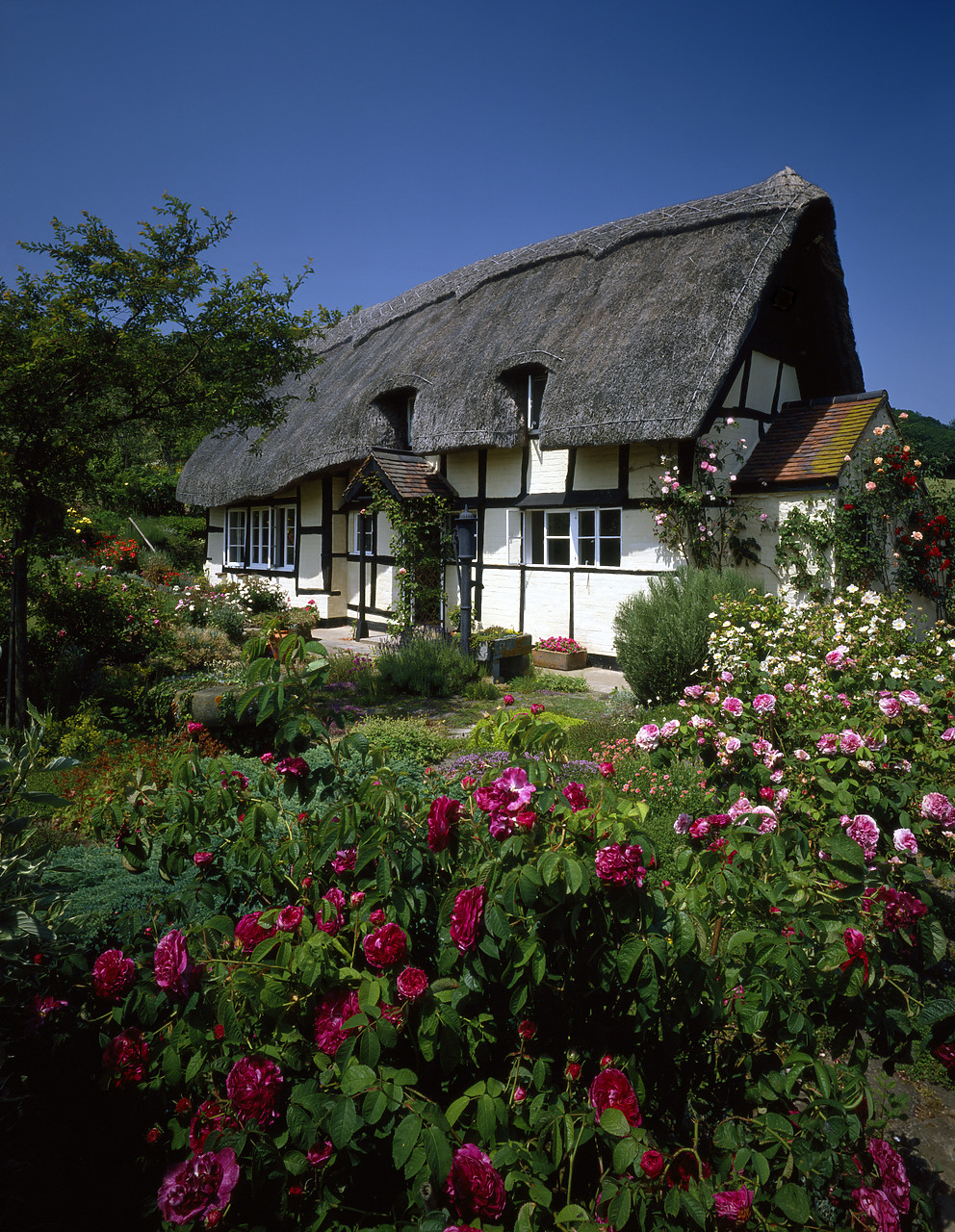 #924021-3 - Thatched Cottage & Garden, Eastnor, Herefordshire, England