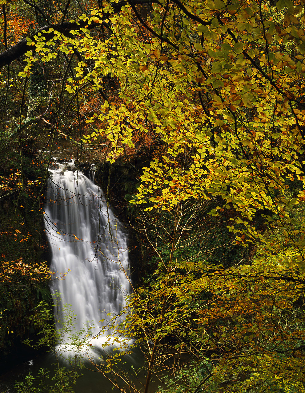 #924120-5 - Falling Foss in Autumn, North Yorkshire, England